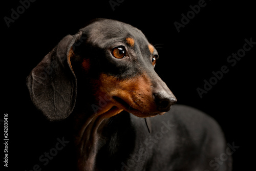 Portrait of an adorable Dachshund dog © kisscsanad