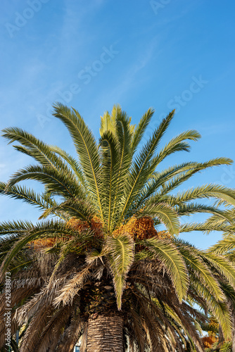 Date palm with green leaves and orange fruits