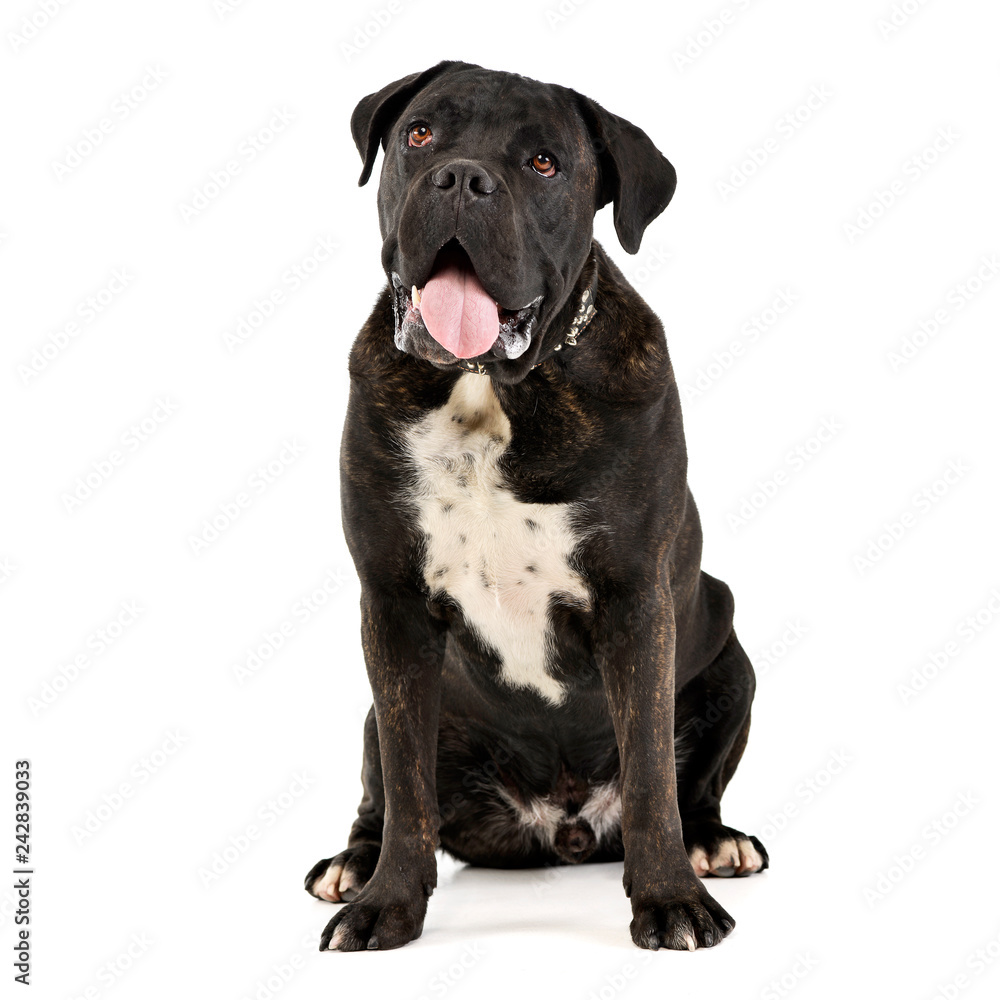 Studio shot of an adorable Cane corso Studio shot of an adorable Cane corso