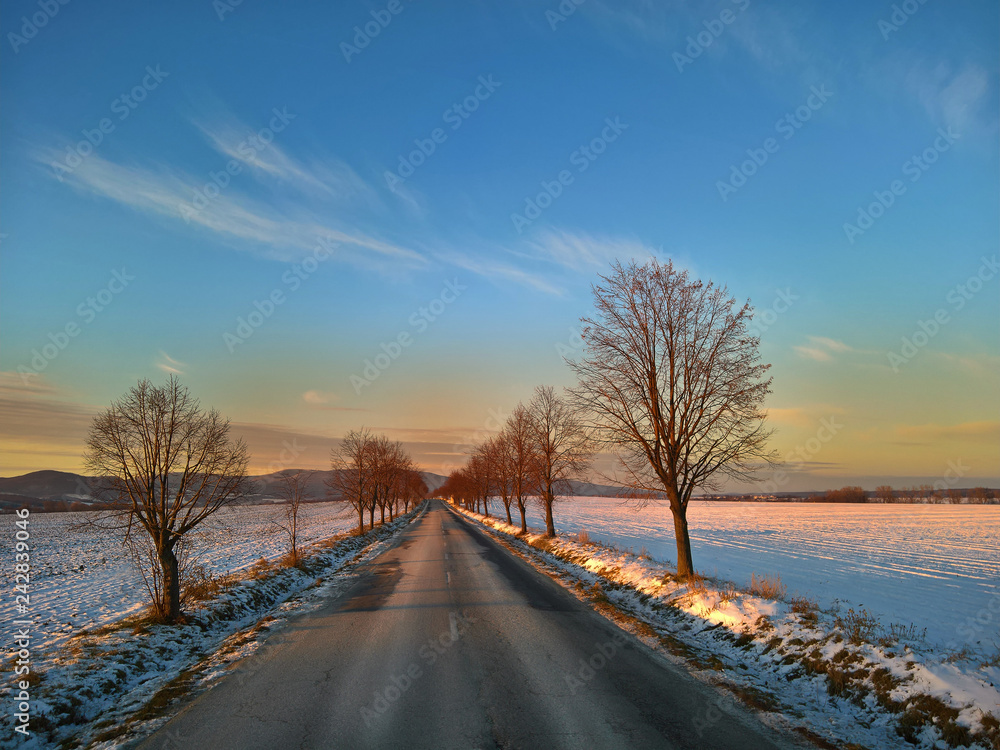 Leafless tree at the sunset in the winter Leafless tree at the sunset in the winter