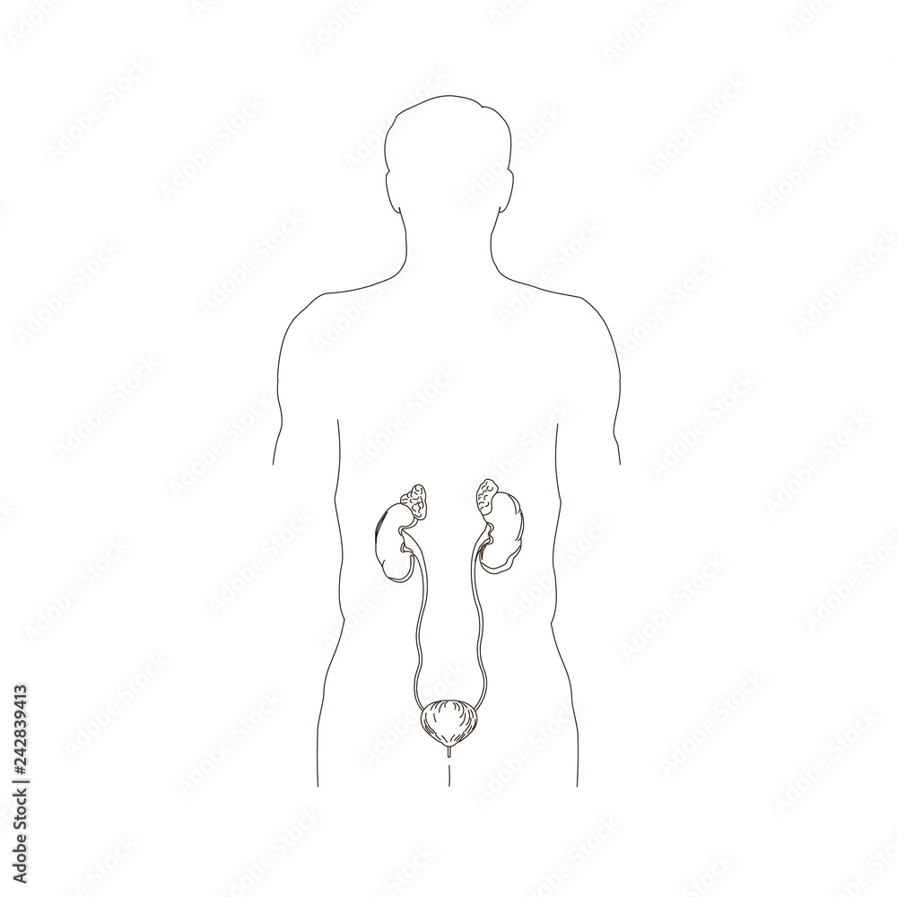 Urinary system isolated flat vector illustration Stock Vector | Adobe Stock