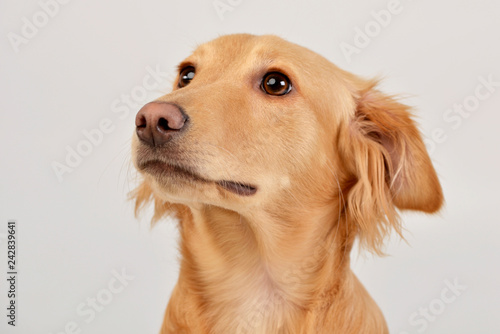 Portrait of an adorable mixed breed dog