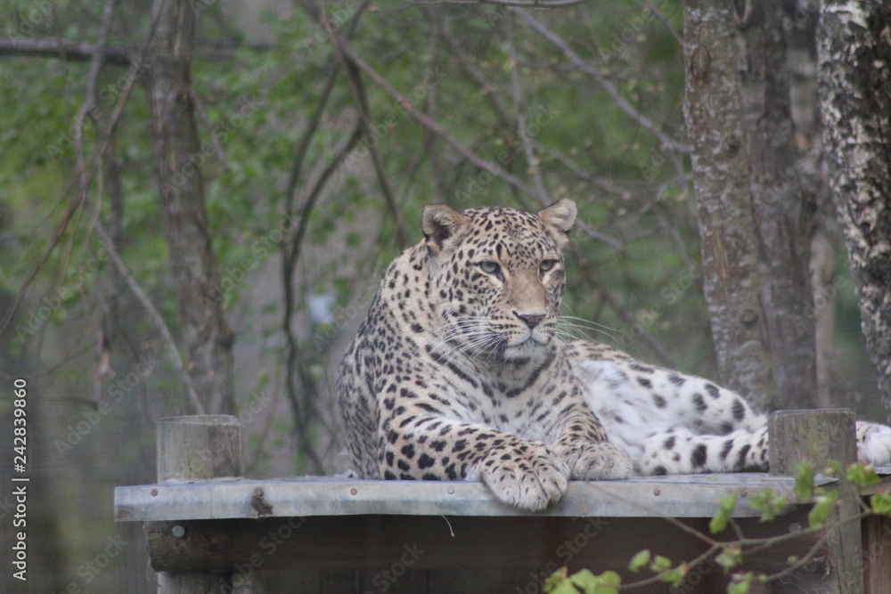 Obraz premium Leopard