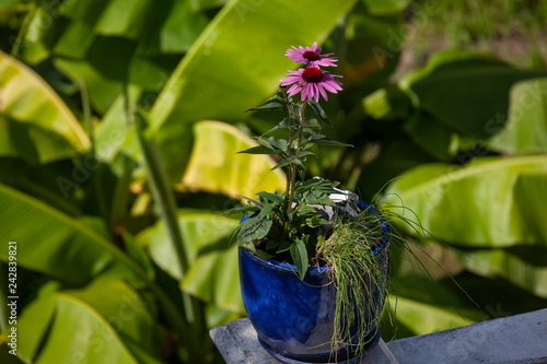 Herbstastern im blauen Topf photo