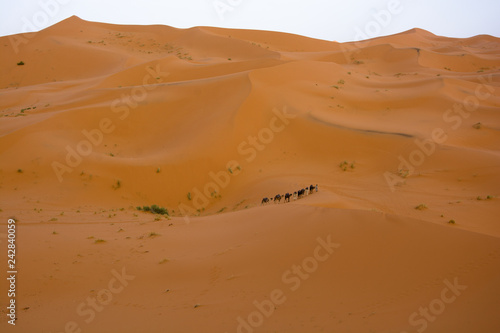 ruta en camello por el desierto de Marrakech  Marruecos