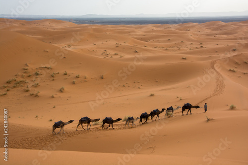 paisaje del desierto de Marrakech, fila de camellos, copy-space