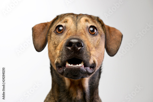 Portrait of an adorable mixed breed dog