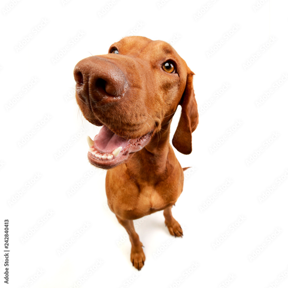 Wide angle studio shot of an adorable Hungarian Vizsla Wide angle studio shot of an adorable Hungarian Vizsla