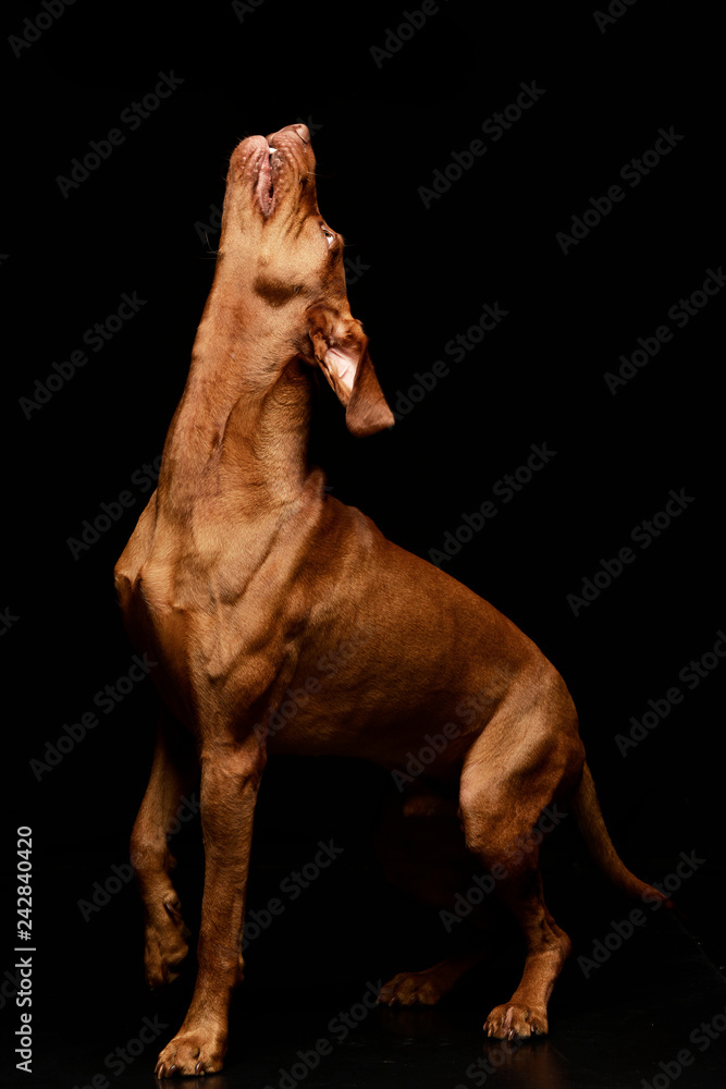 Studio shot of a yelping Hungarian Vizsla Studio shot of a yelping Hungarian Vizsla