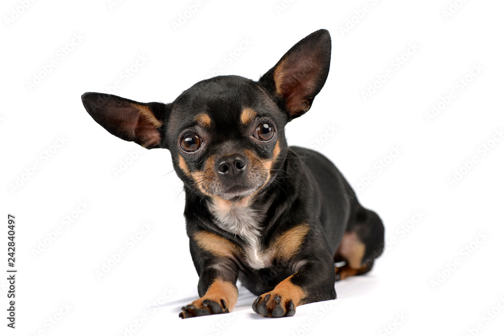 Studio shot of an adorable short haired Chihuahua Studio shot of an adorable short haired Chihuahua