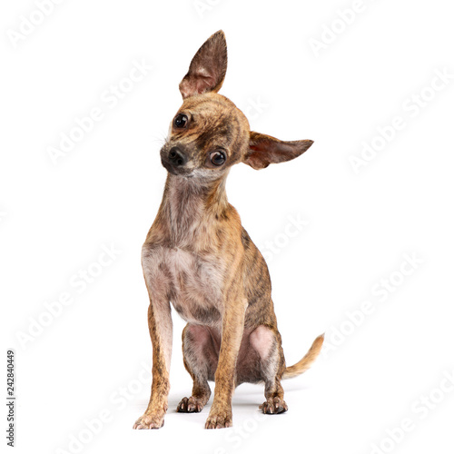 Studio shot of an adorable short haired Chihuahua