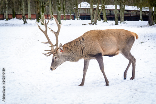 Deer in the winter