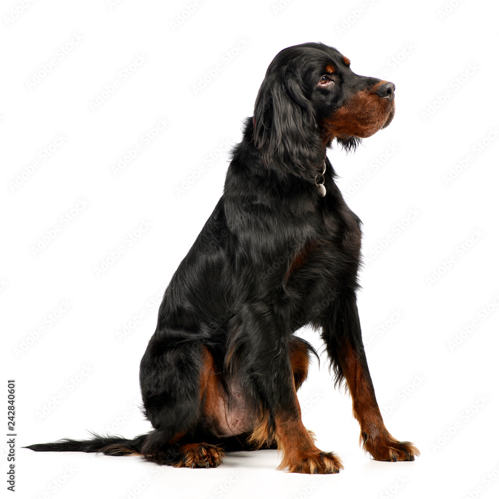 Studio shot of an adorable Gordon Setter Studio shot of an adorable Gordon Setter