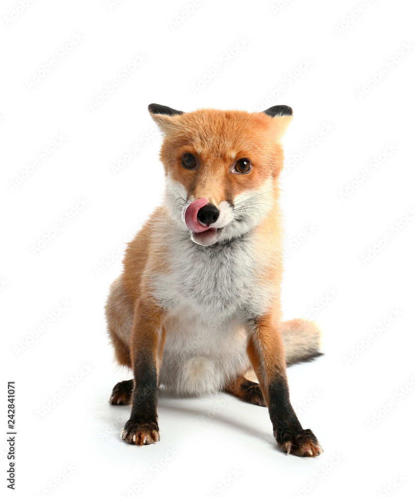 Obraz premium Cute funny fox on white background