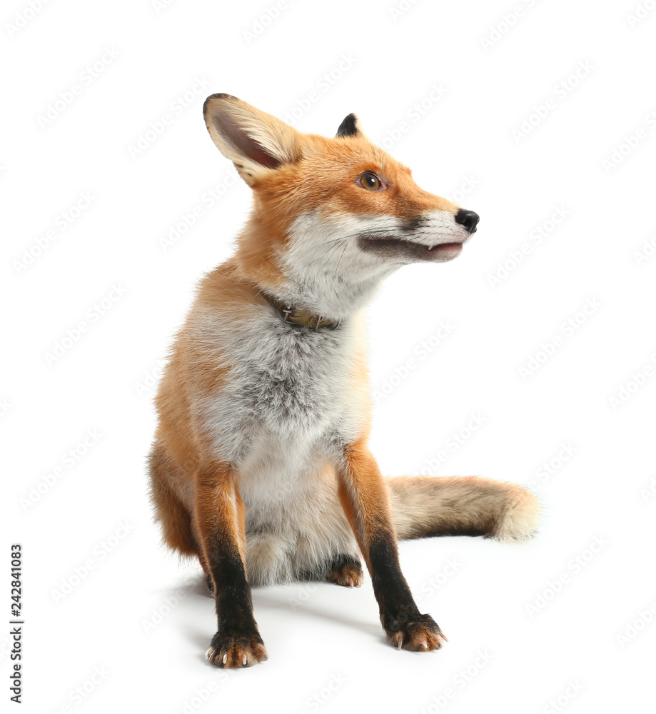 Cute funny fox on white background Cute funny fox on white background
