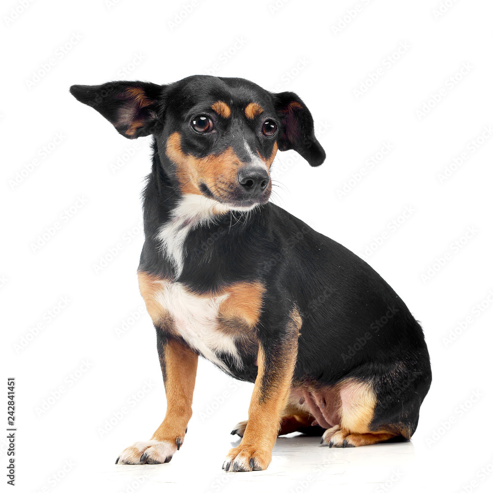 Studio shot of an adorable mixed breed dog