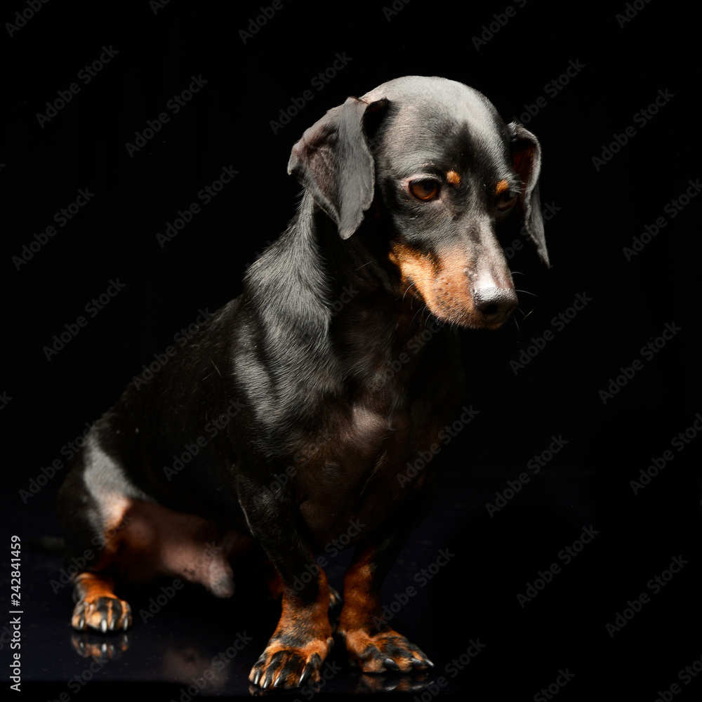 Studio shot of an adorable short haired Dachshund Studio shot of an adorable short haired Dachshund