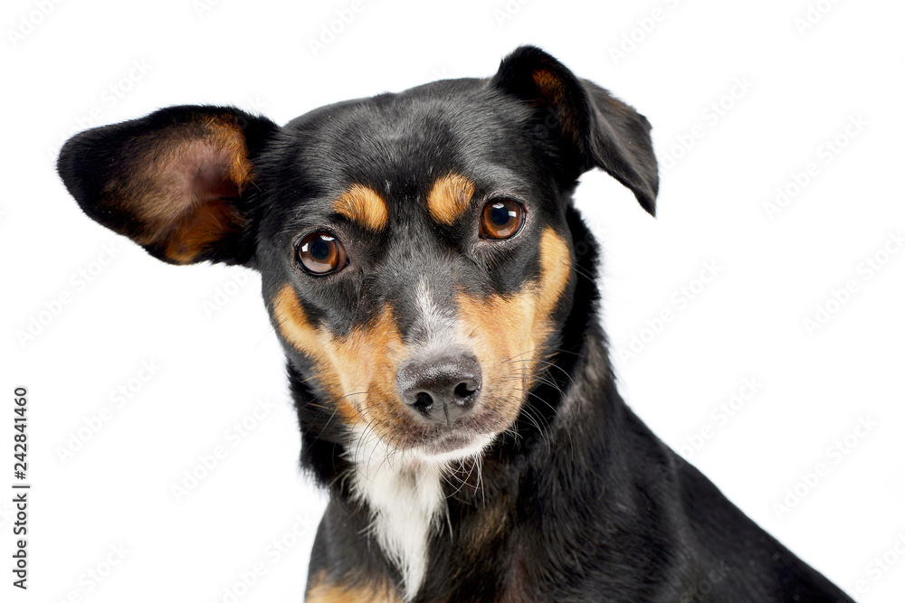 Portrait of an adorable mixed breed dog Portrait of an adorable mixed breed dog