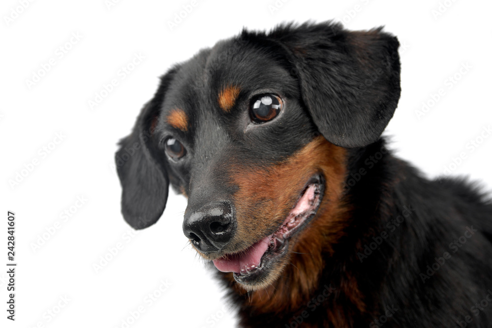 Portrait of an adorable mixed breed dog Portrait of an adorable mixed breed dog