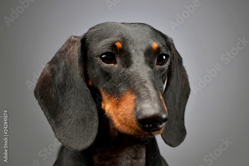 Portrait of an adorable short haired Dachshund