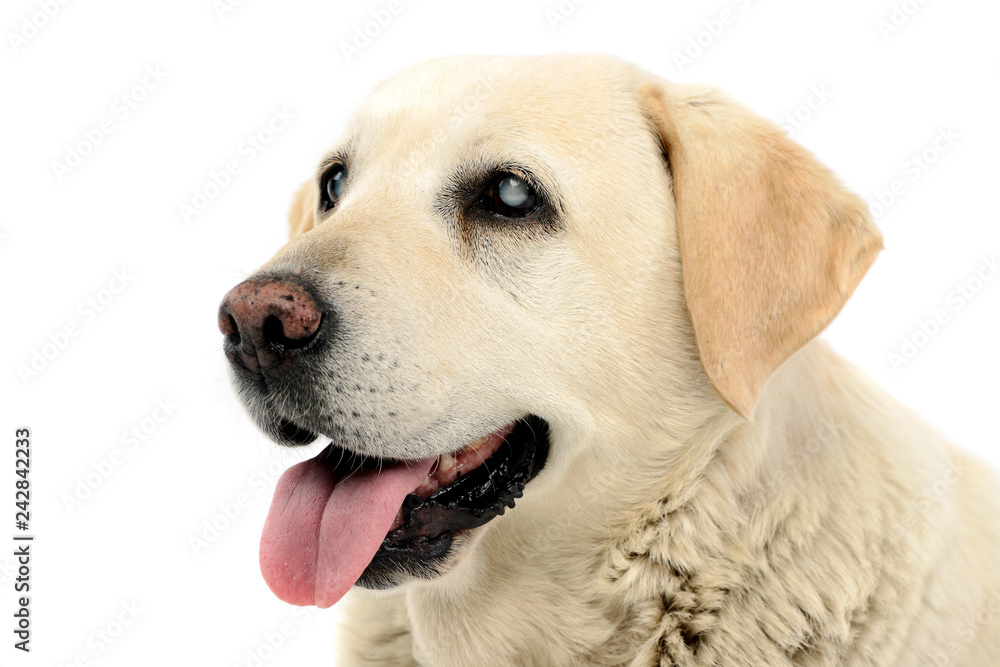 Portrait of an adorable blind Labrador retriever