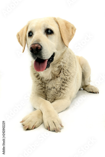 Studio shot of an adorable blind Labrador retriever