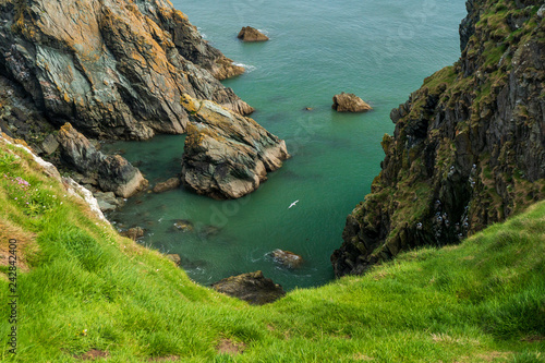 Beautiful landscape on Emerald Isle with green grass and rugged cliffs and a seagull flying above the sea on a summer day, scenic view along Howth Cliff Walk in Dublin, Ireland.