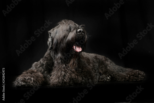 Studio shot of an adorable Black Russian Terrier