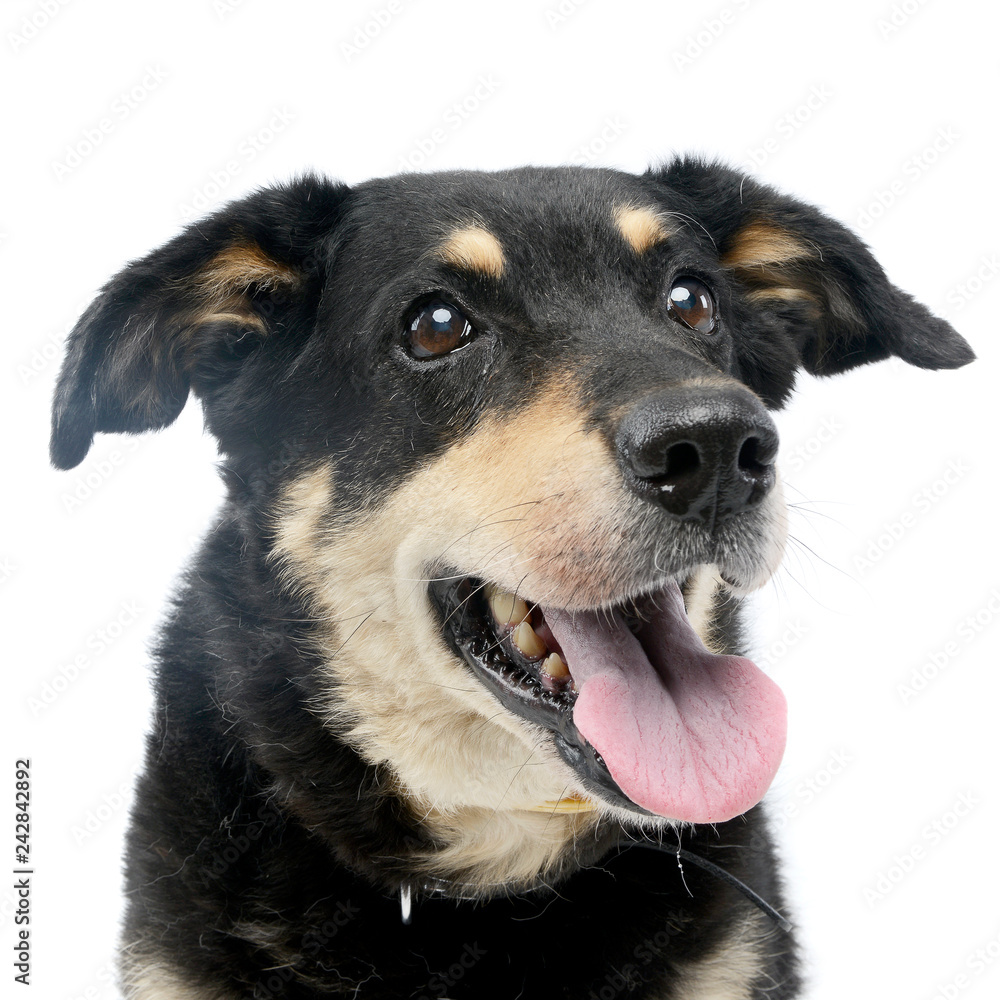 Portrait of an adorable mixed breed dog Portrait of an adorable mixed breed dog