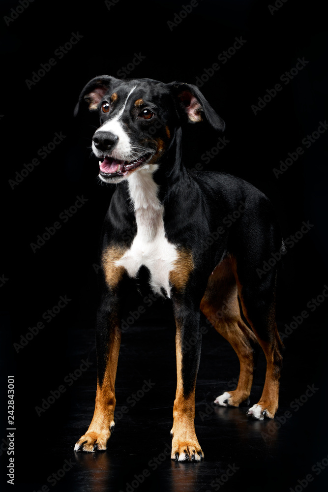 Studio shot of an adorable mixed breed dog