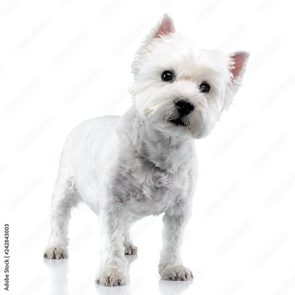 Studio shot of a cute west highland white terrier Studio shot of a cute west highland white terrier