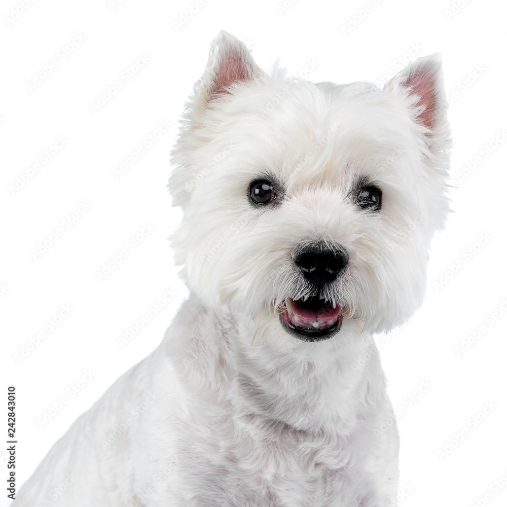 Portrait of a cute west highland white terrier