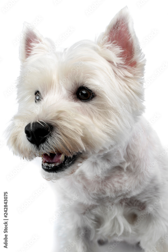 Portrait of a cute west highland white terrier Portrait of a cute west highland white terrier