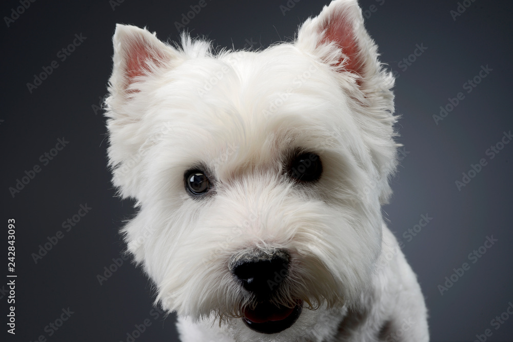 Portrait of a cute west highland white terrier Portrait of a cute west highland white terrier