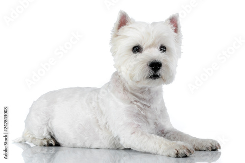 Studio shot of a cute west highland white terrier