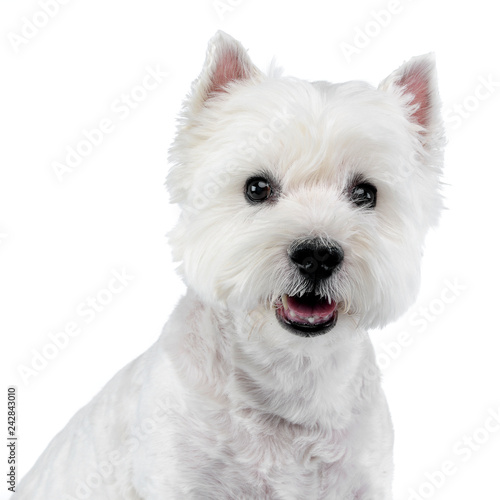 Portrait of a cute west highland white terrier