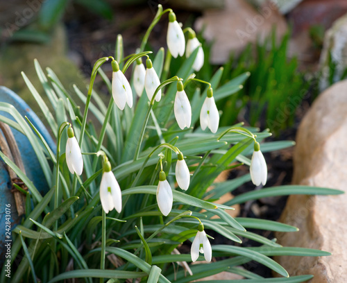 A bed of the snowdrops in the garden