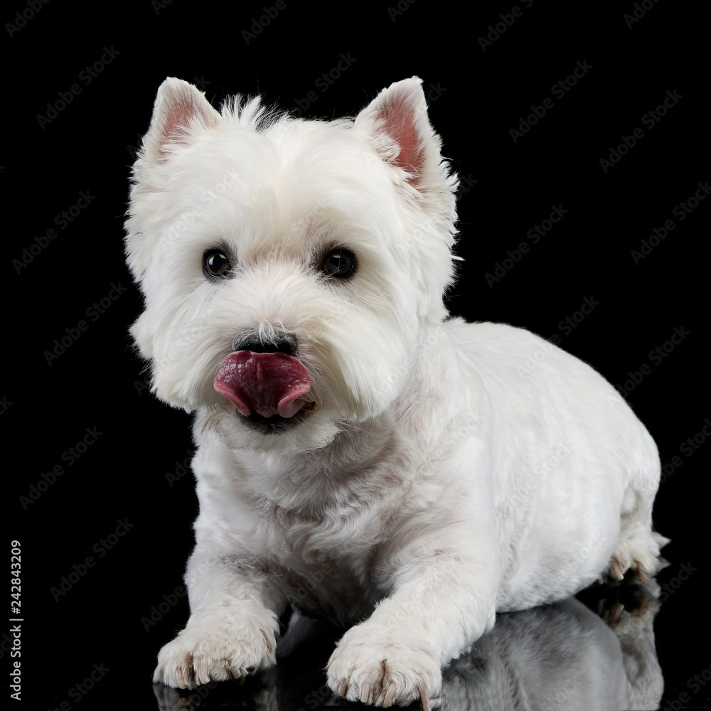 Studio shot of a cute west highland white terrier Studio shot of a cute west highland white terrier