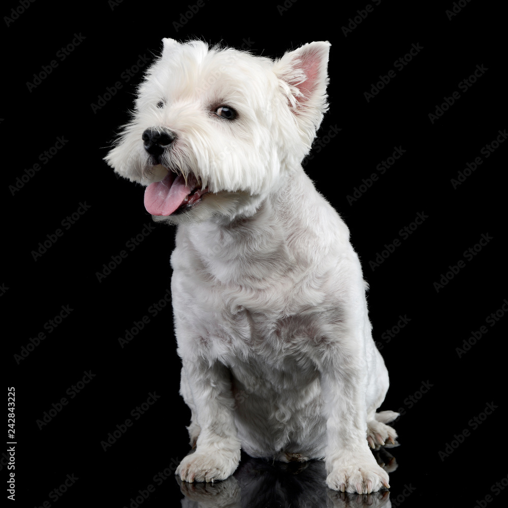 Studio shot of a cute west highland white terrier Studio shot of a cute west highland white terrier