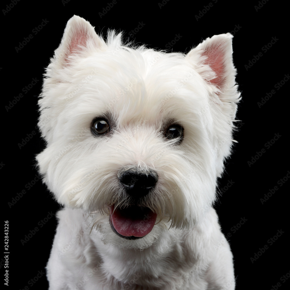 Portrait of a cute west highland white terrier Portrait of a cute west highland white terrier