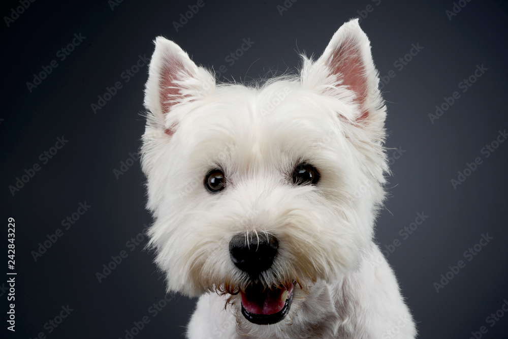 Portrait of a cute west highland white terrier Portrait of a cute west highland white terrier