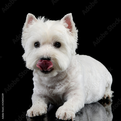 Studio shot of a cute west highland white terrier