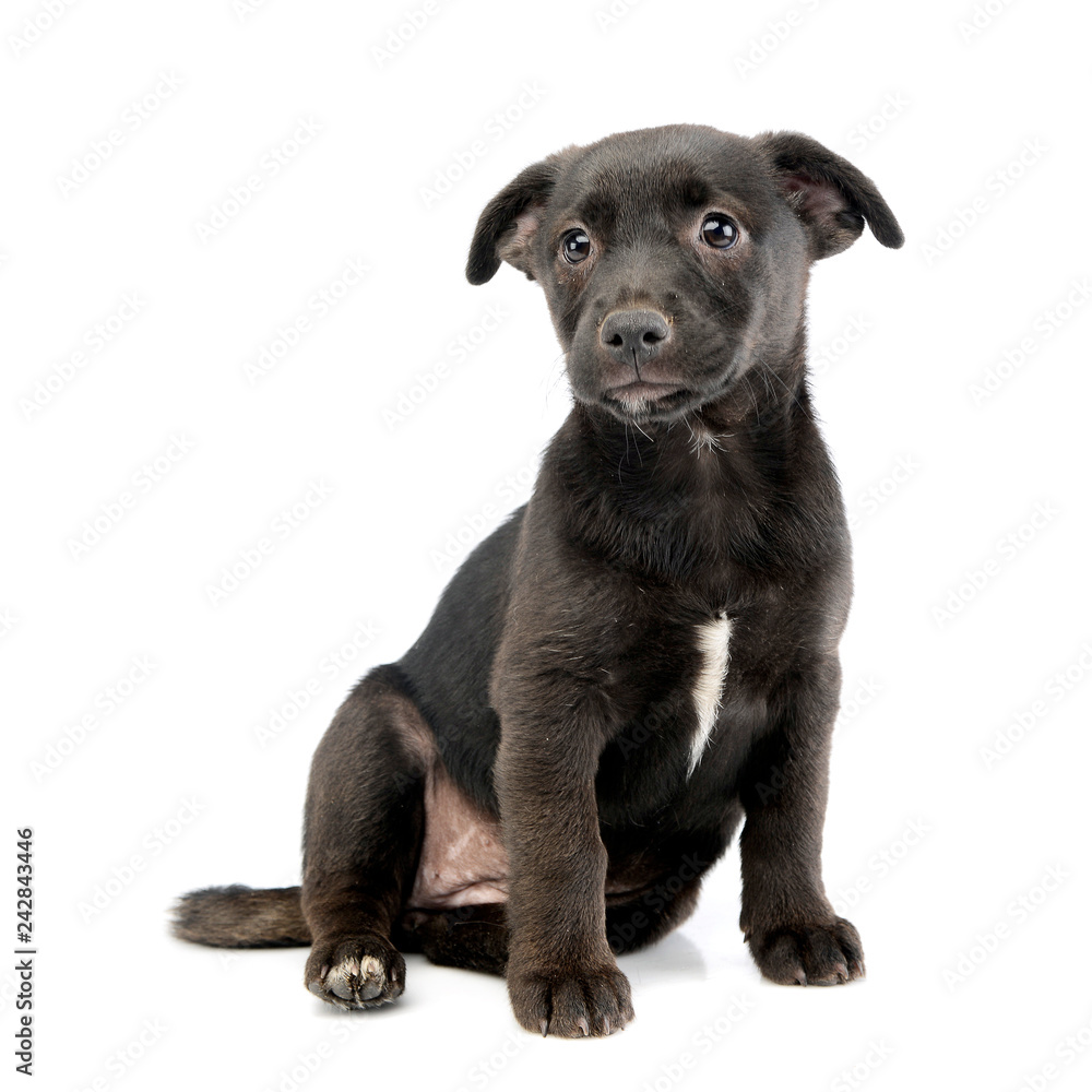 Obraz premium Studio shot of a cute Mixed breed dog puppy