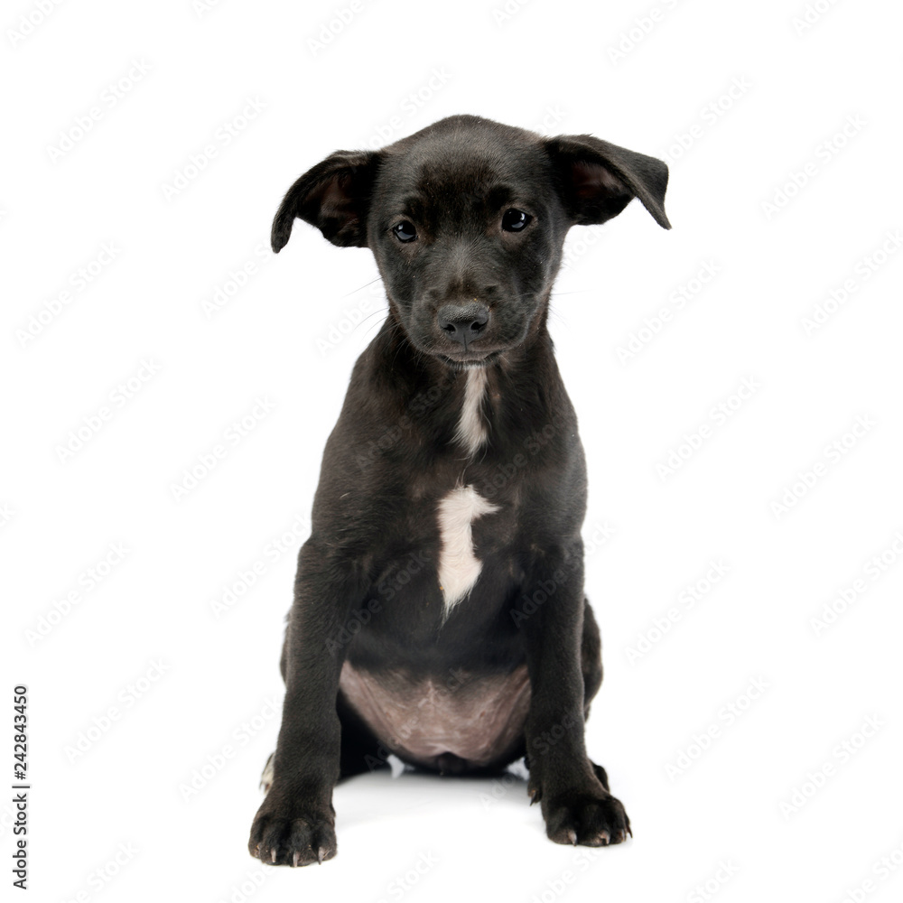 Fototapeta premium Studio shot of a cute Mixed breed dog puppy