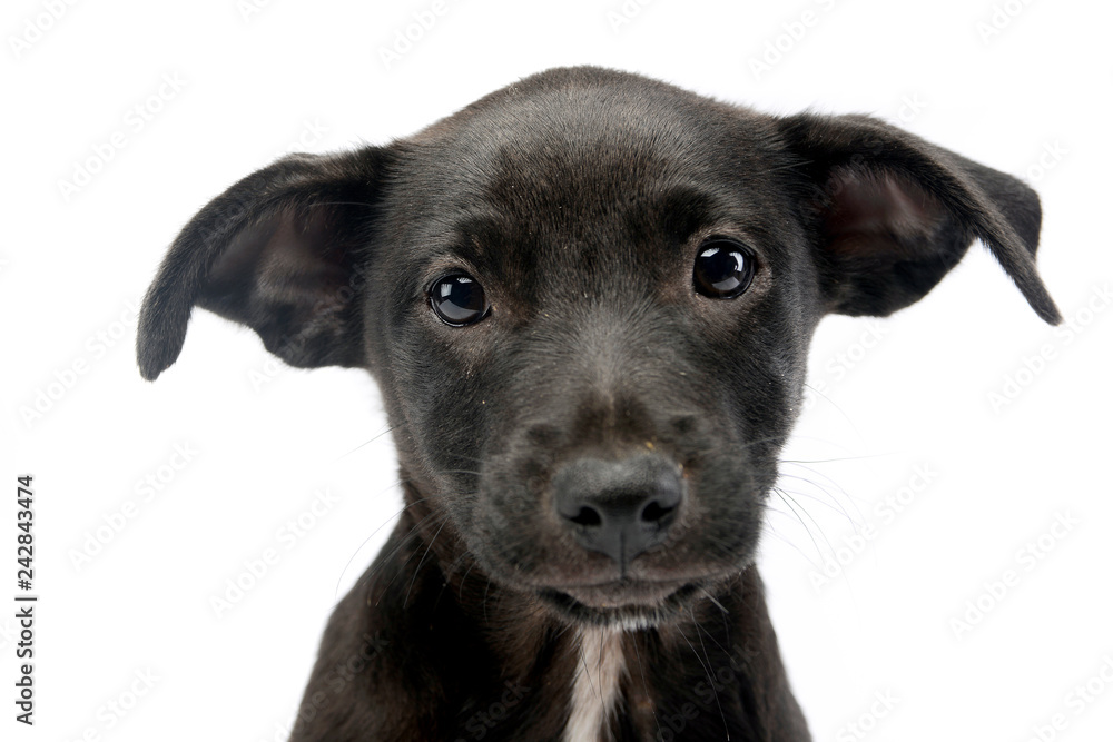 Portrait of a cute Mixed breed dog puppy