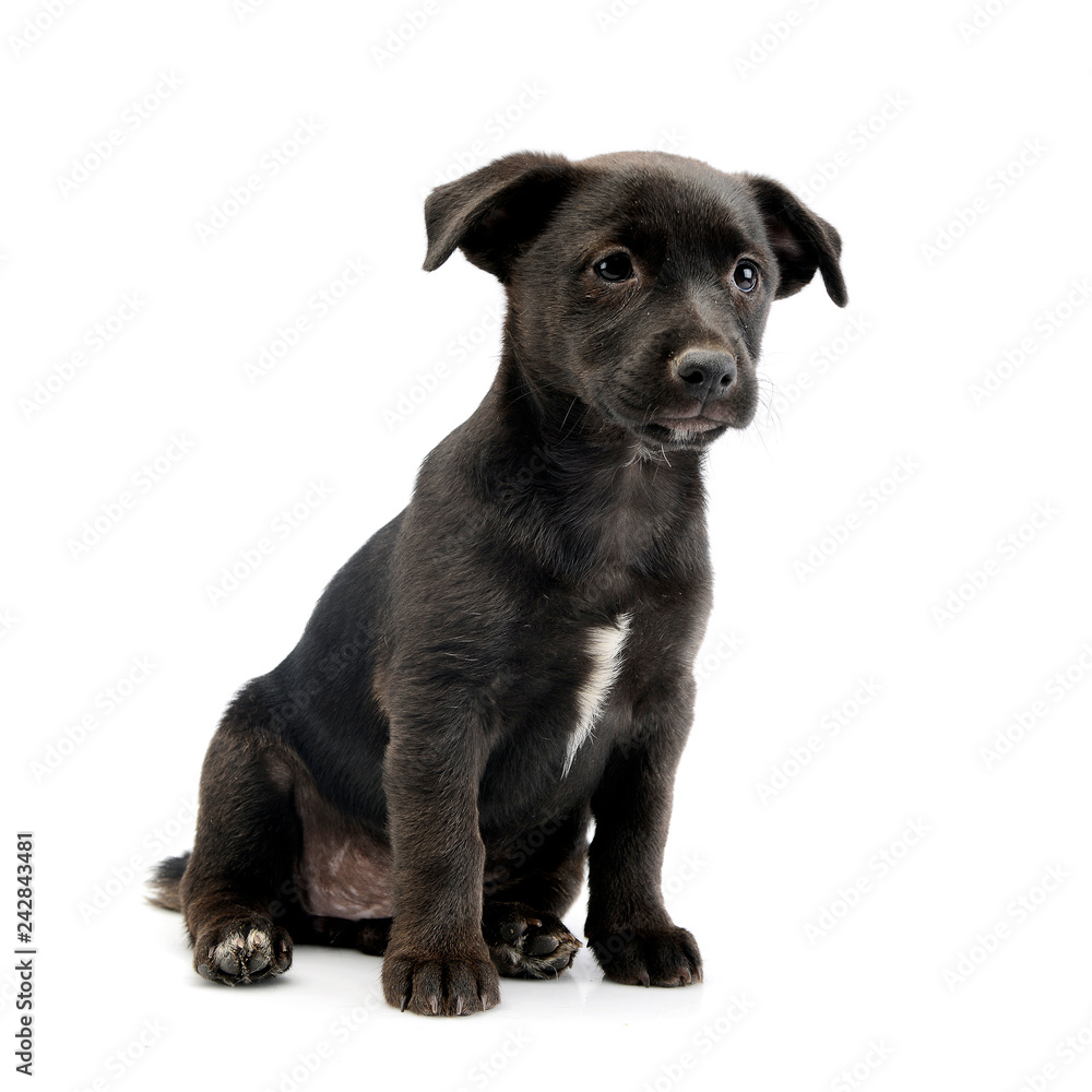 Studio shot of a cute Mixed breed dog puppy