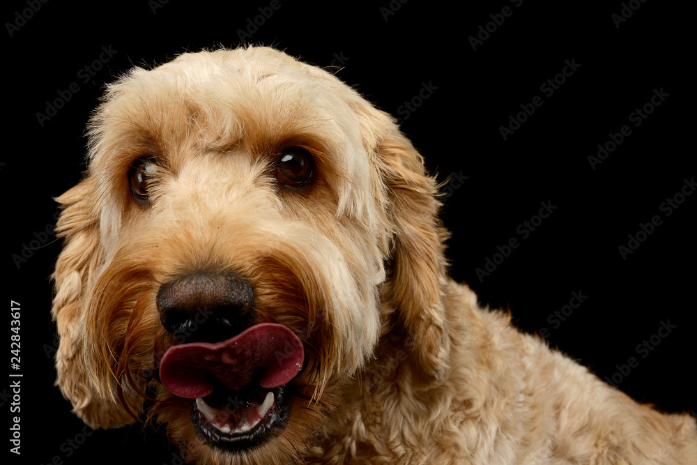 An adorable Lagottodog licking his lips