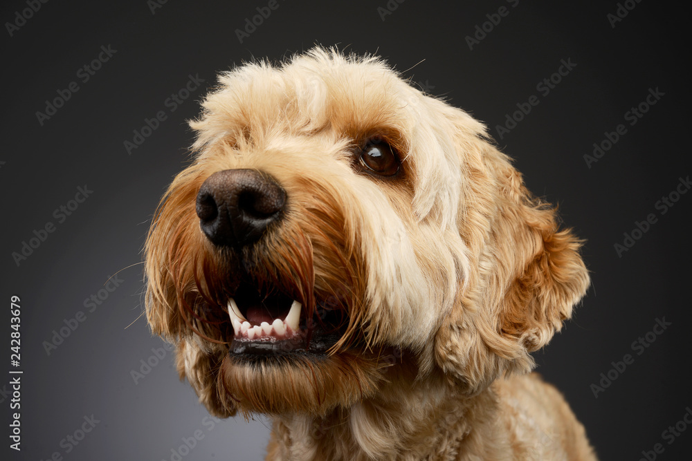 Portrait of an adorable Bolognese dog