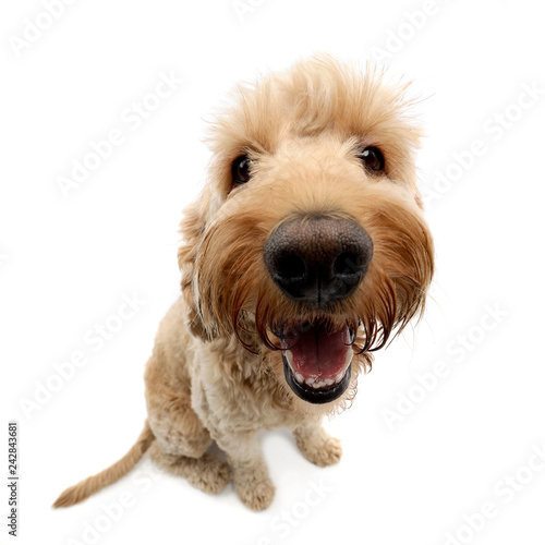 Canvas Print Wide angle shot of an adorable Bolognese dog
