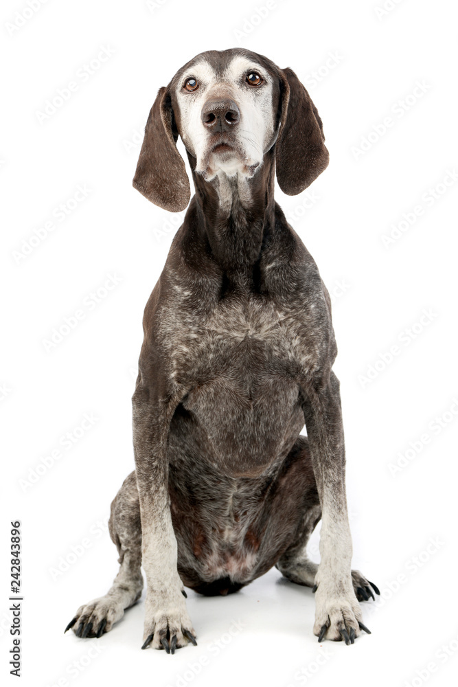 Studio shot of an adorable mixed breed dog